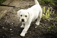 Shalom - AKC health tested parents, a female Labrador Retriever for sale in Milford, IN – Photo 2 of 10