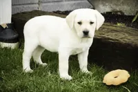 Shalom - AKC health tested parents, a female Labrador Retriever for sale in Milford, IN – Photo 7 of 10