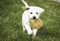 Shalom - AKC health tested parents, a female Labrador Retriever for sale in Milford, IN – Photo 6 of 10