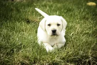 Shalom - AKC health tested parents, a female Labrador Retriever for sale in Milford, IN – Photo 8 of 10