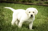 Shalom - AKC health tested parents, a female Labrador Retriever for sale in Milford, IN – Photo 4 of 10