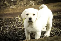 Shalom - AKC health tested parents, a female Labrador Retriever for sale in Milford, IN – Photo 5 of 10
