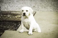 Shalom - AKC health tested parents, a female Labrador Retriever for sale in Milford, IN – Photo 3 of 10
