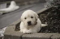 Amelia - AKC , a female English Cream Golden Retriever for sale in Milford, IN – 8 of 8