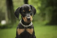 Delphine - AKC, Health tested lines, a female Doberman Pinscher for sale in Milford, IN – 6 of 10