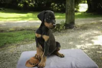 Griffin - AKC, health tested lines, a male Doberman Pinscher for sale in Milford, IN – 2 of 7