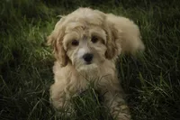 Pixie, a female Cavalier King Charles Spaniel and Miniature Bernedoodle for sale in Milford, IN – 3 of 6