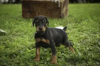 Cedric - AKC, Health tested lines, a male Doberman Pinscher for sale in Milford, IN – 2 of 10