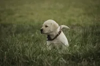 Shawn, AKC Health tested parents, a male Labrador Retriever for sale in Milford, IN – Photo 9 of 10