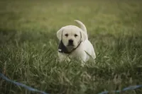Shawn, AKC Health tested parents, a male Labrador Retriever for sale in Milford, IN – Photo 5 of 10