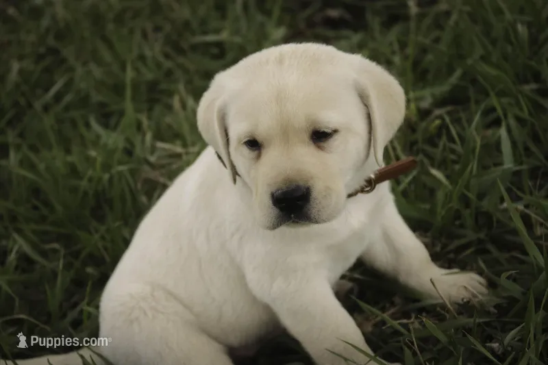 Shawn, AKC Health tested parents – Labrador Retriever puppy for sale in Milford, IN
