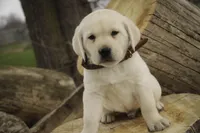 Shawn, AKC Health tested parents, a male Labrador Retriever for sale in Milford, IN – Photo 7 of 10