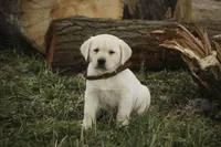 Shawn, AKC Health tested parents, a male Labrador Retriever for sale in Milford, IN – Photo 3 of 10