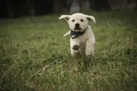 Shawn, AKC Health tested parents, a male Labrador Retriever for sale in Milford, IN – Photo 6 of 10