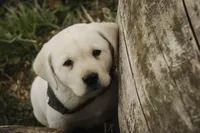 Shawn, AKC Health tested parents, a male Labrador Retriever for sale in Milford, IN – Photo 2 of 10