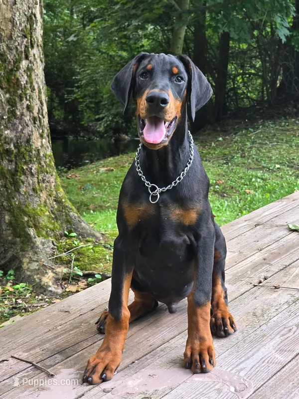 Griffin - AKC, health tested lines – Doberman Pinscher puppy for sale in Milford, IN