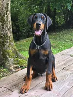 Griffin - AKC, health tested lines, a male Doberman Pinscher for sale in Milford, IN – 1 of 10