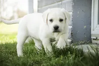 Shebah - AKC health tested parents, a female Labrador Retriever for sale in Milford, IN – Photo 8 of 10