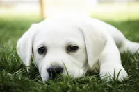 Shebah - AKC health tested parents, a female Labrador Retriever for sale in Milford, IN – Photo 5 of 10