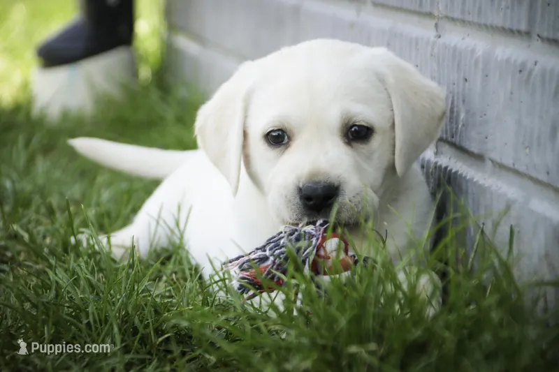Shebah - AKC health tested parents – Labrador Retriever puppy for sale in Milford, IN