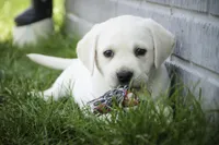 Shebah - AKC health tested parents, a female Labrador Retriever for sale in Milford, IN – Photo 1 of 10