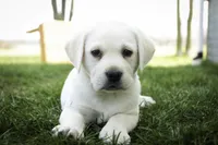 Shebah - AKC health tested parents, a female Labrador Retriever for sale in Milford, IN – Photo 4 of 10