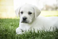 Shebah - AKC health tested parents, a female Labrador Retriever for sale in Milford, IN – Photo 2 of 10