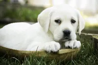 Shebah - AKC health tested parents, a female Labrador Retriever for sale in Milford, IN – Photo 3 of 10