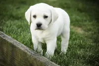 Shebah - AKC health tested parents, a female Labrador Retriever for sale in Milford, IN – Photo 7 of 10