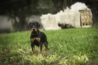 Isadora - AKC, health tested parents, a female Doberman Pinscher for sale in Milford, IN – 6 of 10