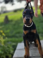 Leopold - AKC, health tested lines, a male Doberman Pinscher for sale in Milford, IN – 5 of 8