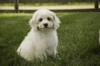 Gnome - Munchkin Bernedoodle, a male Cavalier King Charles Spaniel and Miniature Bernedoodle for sale in Milford, IN – 7 of 7