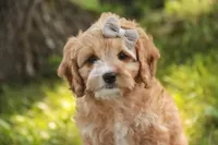 Pixie, a female Cavalier King Charles Spaniel and Miniature Bernedoodle for sale in Milford, IN – 3 of 8
