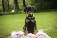 Delphine - AKC, Health tested lines, a female Doberman Pinscher for sale in Milford, IN – 4 of 10