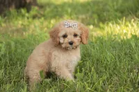 Buttons - Munchkin Bernedoodle, a female Cavalier King Charles Spaniel and Miniature Bernedoodle for sale in Milford, IN – 3 of 7