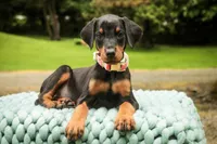 Elowen - AKC, health tested lines, a female Doberman Pinscher for sale in Milford, IN – 3 of 7