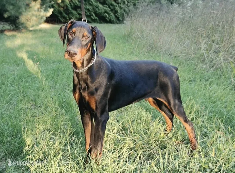 Malcolm - AKC, Health tested lines – Doberman Pinscher puppy for sale in Milford, IN