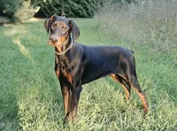 Malcolm - AKC, Health tested lines, a male Doberman Pinscher for sale in Milford, IN – 1 of 9