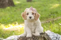 Fairy - Munchkin Bernedoodle, a female Cavalier King Charles Spaniel and Miniature Bernedoodle for sale in Milford, IN – 4 of 8