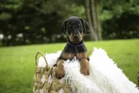 Elowen - AKC, health tested lines, a female Doberman Pinscher for sale in Milford, IN – 2 of 8