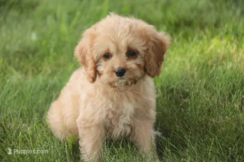 Buttons - Munchkin Bernedoodle – Cavalier King Charles Spaniel, Miniature Bernedoodle puppy for sale in Milford, IN