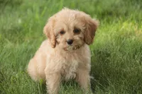 Buttons - Munchkin Bernedoodle, a female Cavalier King Charles Spaniel and Miniature Bernedoodle for sale in Milford, IN – 1 of 7