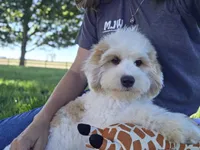 Remy - Munchkin Bernedoodle, a male Cavalier King Charles Spaniel and Miniature Bernedoodle for sale in Milford, IN – 4 of 9