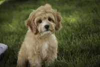 Pixie, a female Cavalier King Charles Spaniel and Miniature Bernedoodle for sale in Milford, IN – 5 of 6