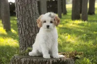 Pebbles, a female Cavalier King Charles Spaniel and Miniature Bernedoodle for sale in Milford, IN – 9 of 9