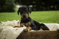 Isadora - AKC, health tested parents, a female Doberman Pinscher for sale in Milford, IN – 4 of 10