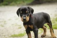 Delphine - AKC, Health tested lines, a female Doberman Pinscher for sale in Milford, IN – 5 of 10