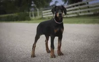 Griffin - AKC, health tested lines, a male Doberman Pinscher for sale in Milford, IN – 5 of 10