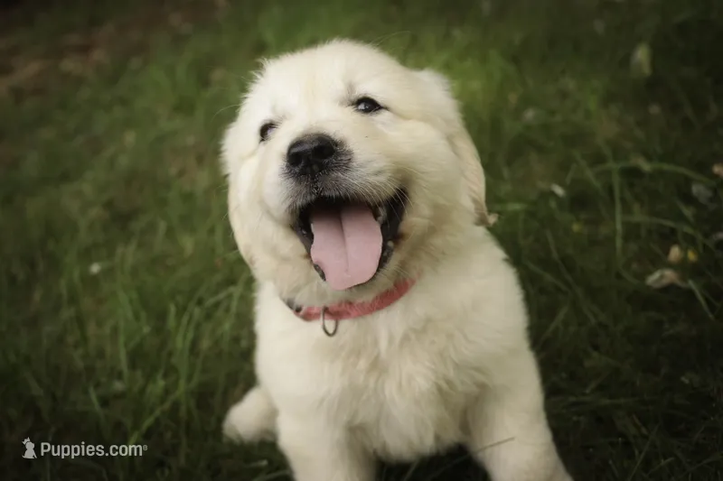 Norah - AKC – English Cream Golden Retriever puppy for sale in Milford, IN