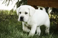 Shadow - AKC, health tested parents, a male Labrador Retriever for sale in Milford, IN – Photo 6 of 10
